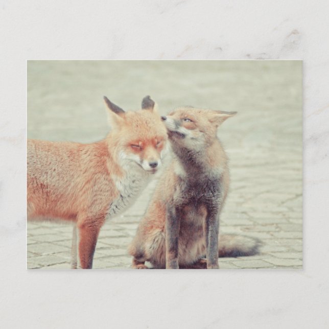 Foxes in love! postcard (Front)