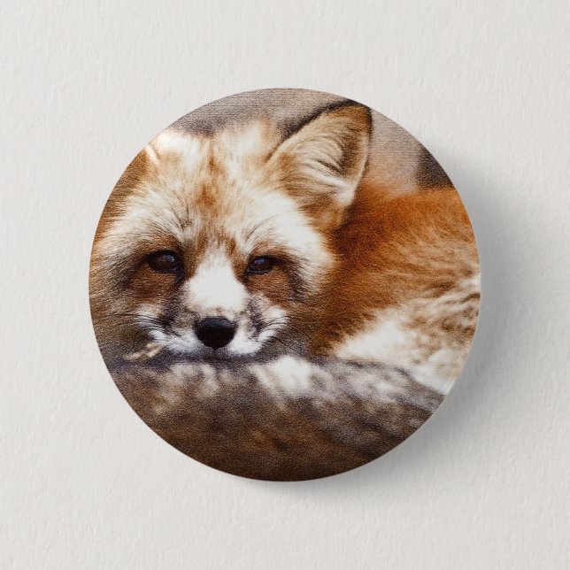 Foxes Pinback Button (Front)