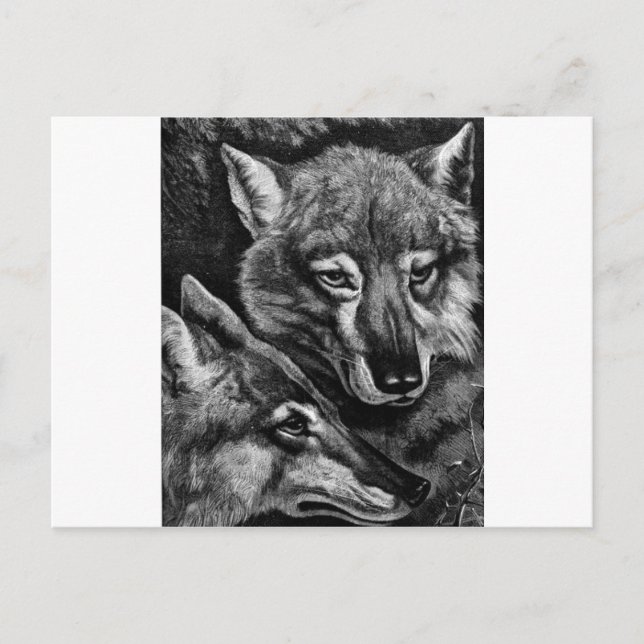 Foxes / Wolves / Coyotes ? Postcard (Front)