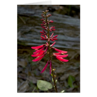 Foxfire Flowers Cards