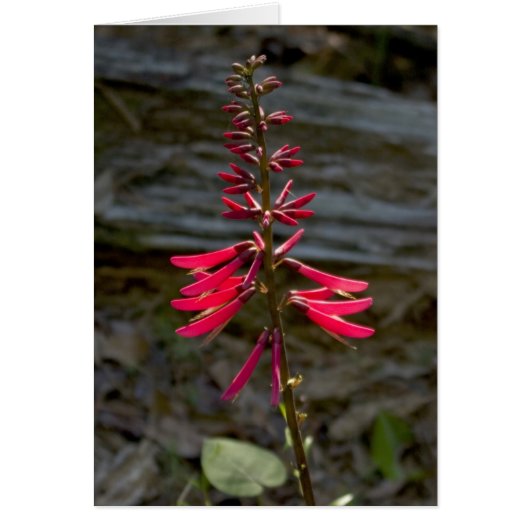 Foxfire Flowers Cards (Front)