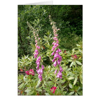 Foxglove and Rhodies Cards