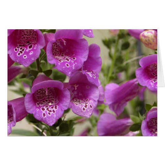 Foxglove Cards (Front Horizontal)