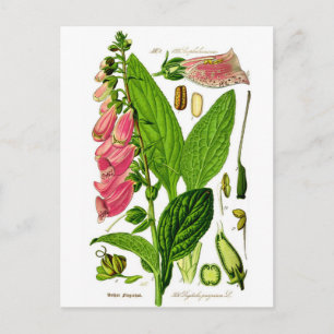 Foxglove (Digitalis purpurea) Botany Illustration Postcard