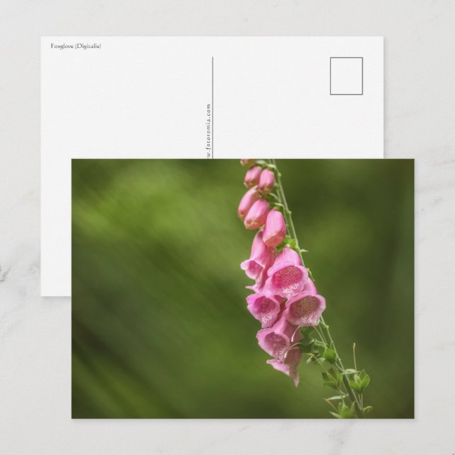 Foxglove Flower Nature Photo Postcard (Front/Back)