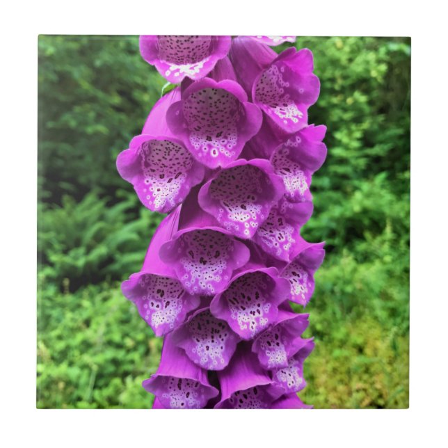 Foxglove Flowers, Oregon Ceramic Tile (Front)