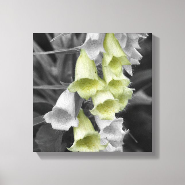 Foxglove Flowers Partial Color Canvas Print (Front)