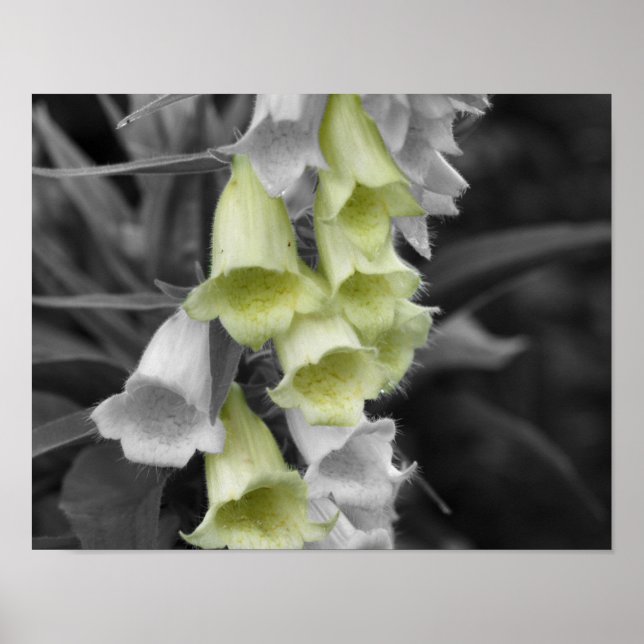 Foxglove Flowers Partial Color Poster (Front)