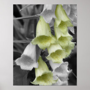Foxglove Flowers Partial Color Poster