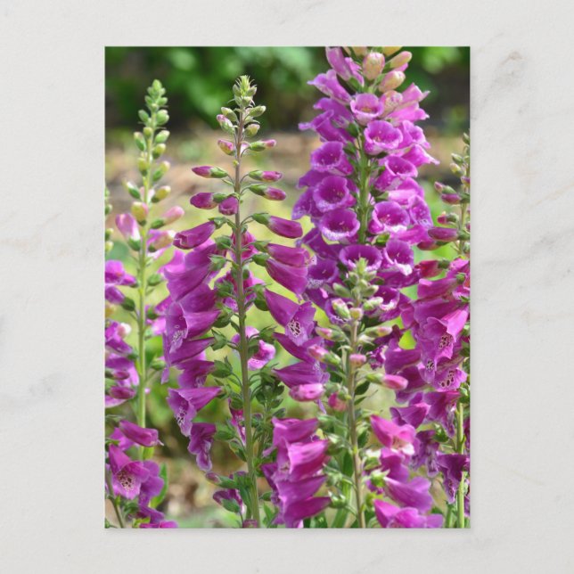 Foxglove Flowers Postcard (Front)
