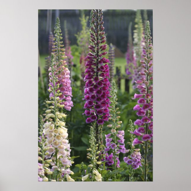 Foxglove flowers ... poster (Front)
