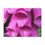 Foxglove Plant Postcard