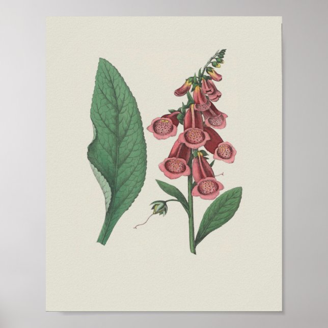Foxglove Wildflower Botanical Flower Poster (Front)