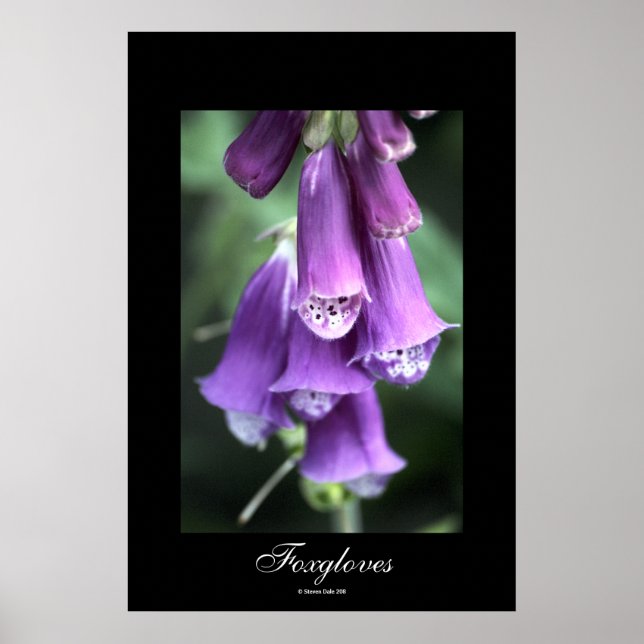Foxgloves by Steven Dale Poster (Front)
