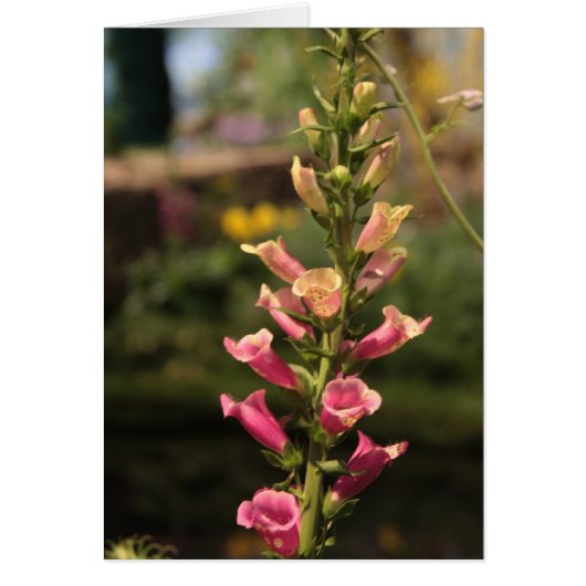 foxgloves cards (Front)