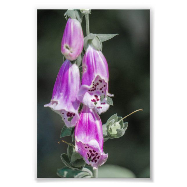 Foxglove's flowers photo print (Front)