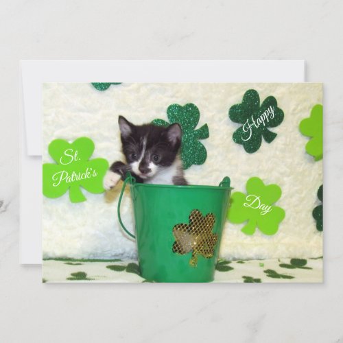 Foxis St Patricks Day  Cat Kitten  _ Flat Card
