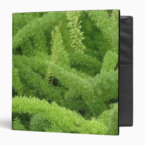 Foxtail Fern Asparagus densiflorus myers Binder