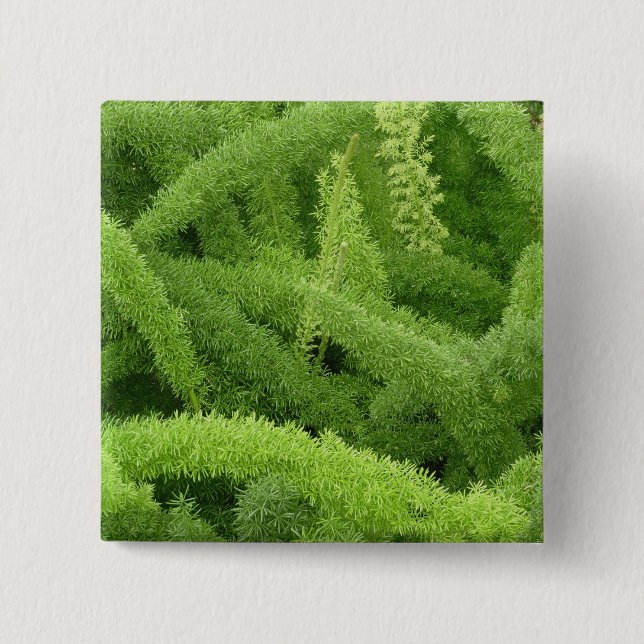 Foxtail Fern, Asparagus densiflorus myers Button (Front)