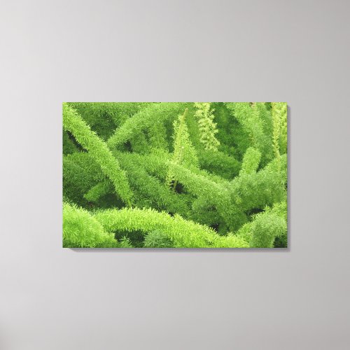 Foxtail Fern Asparagus densiflorus myers Canvas Print