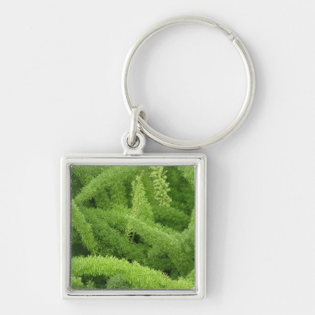 Foxtail Fern, Asparagus densiflorus myers Keychain (Front)
