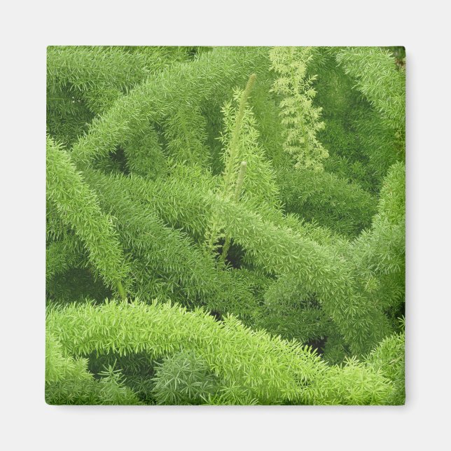Foxtail Fern, Asparagus densiflorus myers Magnet (Front)