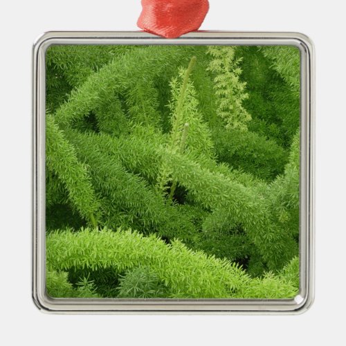 Foxtail Fern Asparagus densiflorus myers Metal Ornament