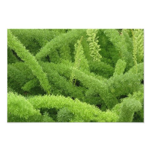 Foxtail Fern Asparagus densiflorus myers Photo Print