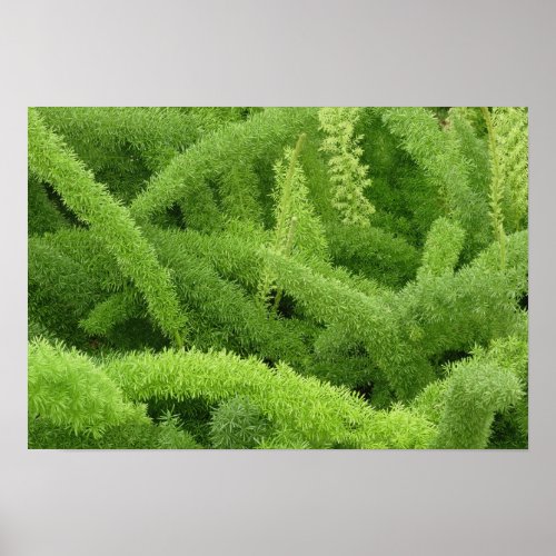 Foxtail Fern Asparagus densiflorus myers Poster