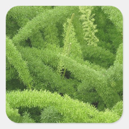 Foxtail Fern Asparagus densiflorus myers Square Sticker