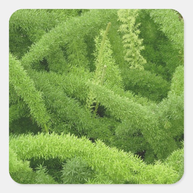 Foxtail Fern, Asparagus densiflorus myers Square Sticker (Front)
