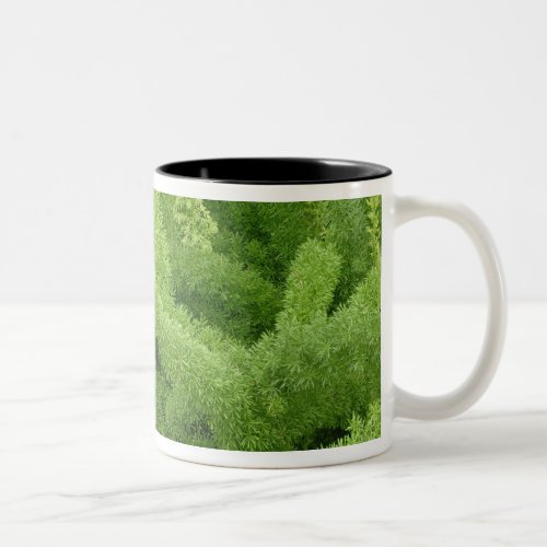 Foxtail Fern Asparagus densiflorus myers Two_Tone Coffee Mug