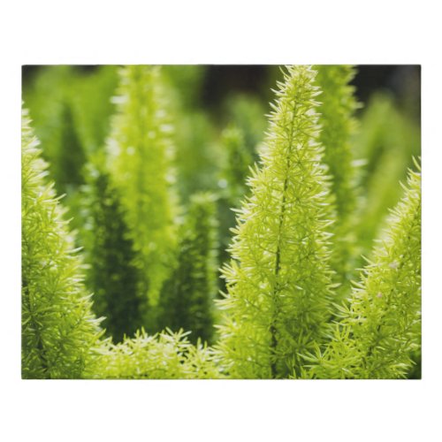 Foxtail Fern Faux Canvas Print