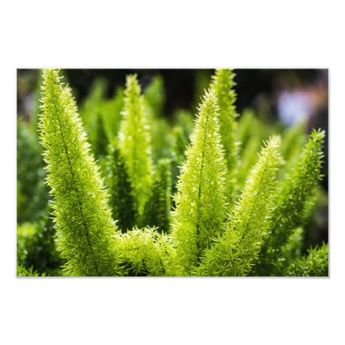 Foxtail Fern Photo Print