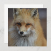 Foxy Fox (Front/Back)