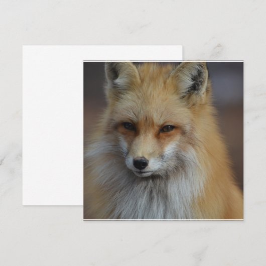 Foxy Fox (Front/Back)