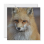 Foxy Fox