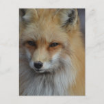 Foxy Fox Postcard