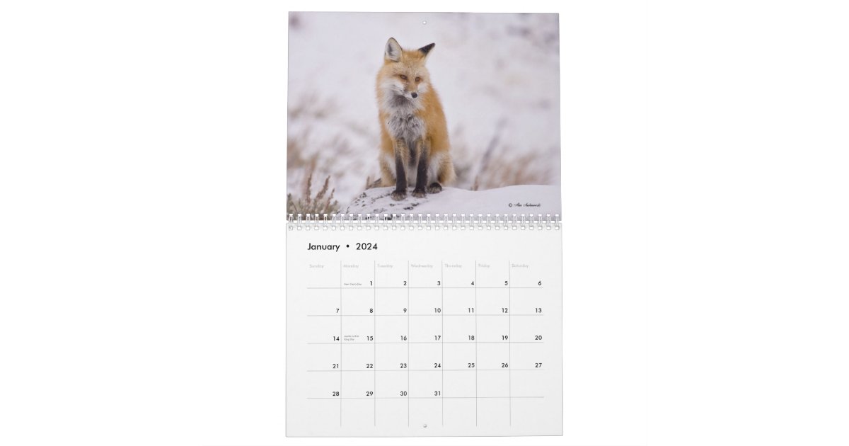 Foxy Ladies (and Gentlemen) Calendar Zazzle