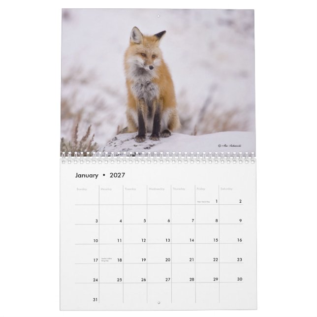 Foxy Ladies (and Gentlemen) Calendar (Jan 2027)
