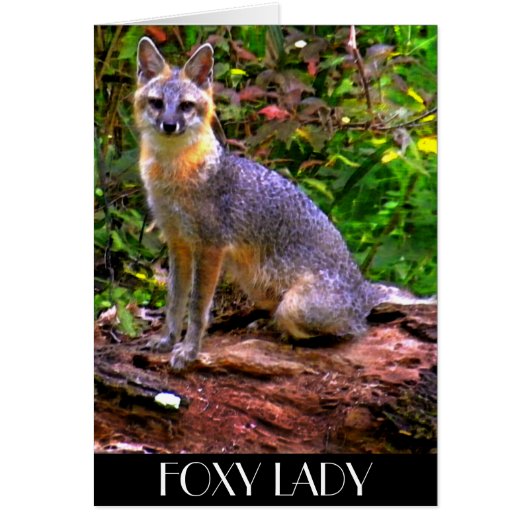 FOXY LADY CARDS (Front)