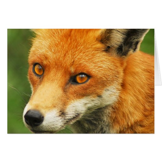 Foxy Lady Cards (Front Horizontal)