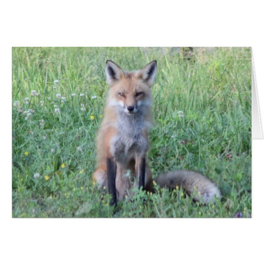 Foxy Lady Cards (Front Horizontal)
