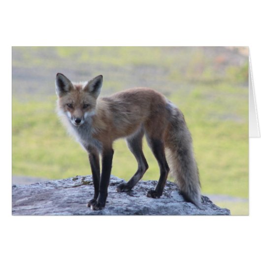 Foxy Momma Cards (Front Horizontal)