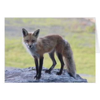 Foxy Momma Cards
