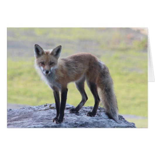 Foxy Momma Cards (Front Horizontal)
