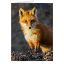 Foxy Stare