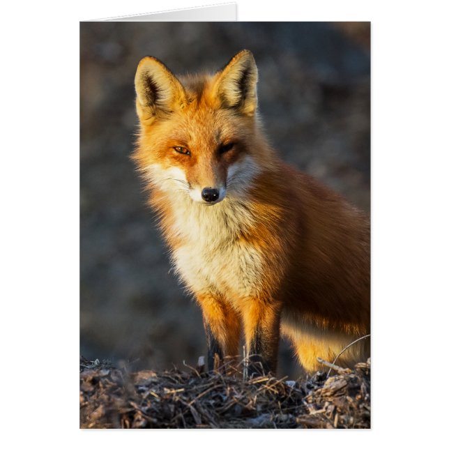 Foxy Stare Cards (Front)