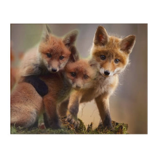 Foxy Triplets Acrylic Print