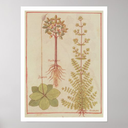 Fr 12322 f180v Plantain marjoram and mandrake f Poster